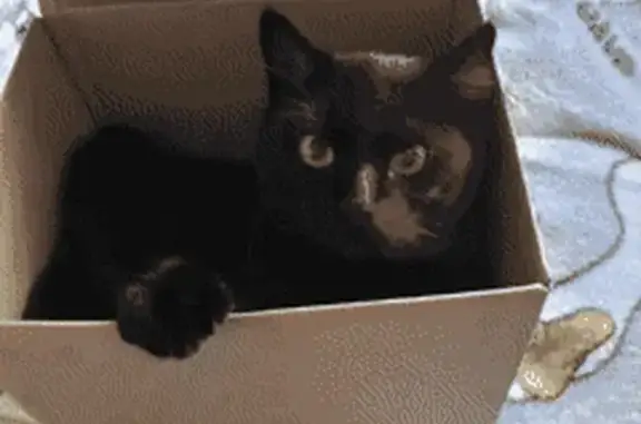 Пропала кошка в Красном Холме, Тверская обл.