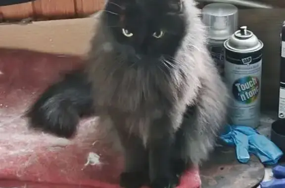 Кошка найдена: пр. Нар. Ополчения, СПб