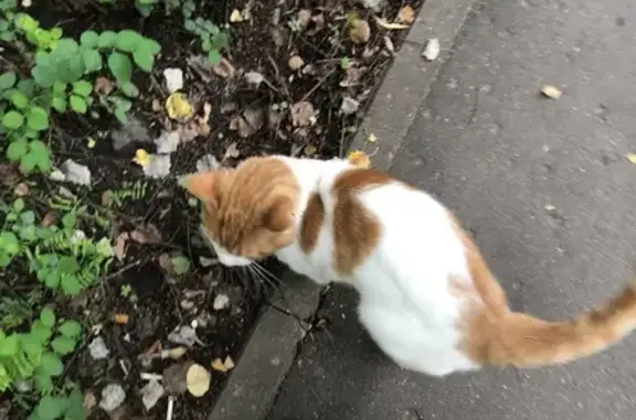 Кошка найдена: ул. 50 лет Октября, Красногорск