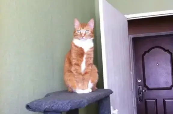 Кошки потеряшки, Ярославль, фото: Потеряшка кошка, пр. Доброхотова, Ярославль