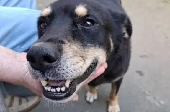 Собака найдена: Красноармейский пр., 46