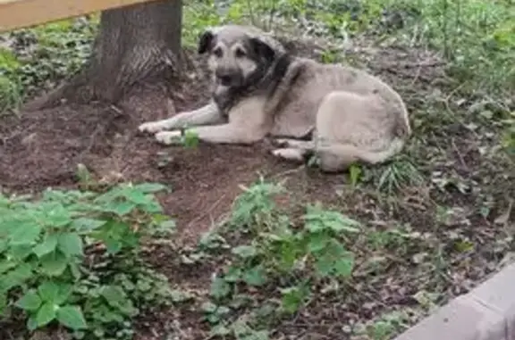 Собака найдена: Халтуринская ул., 14к4
