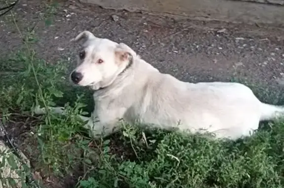 Найдена собака, Оренбург, фото: Найдена собака, пр. Гагарина, 8Б, Оренбург