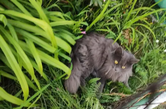 Кошки потеряшки, Октябрьский (Московская обл.) (Москва и Московская обл.), фото: Потеряшка кошка, 10А Октябрьский