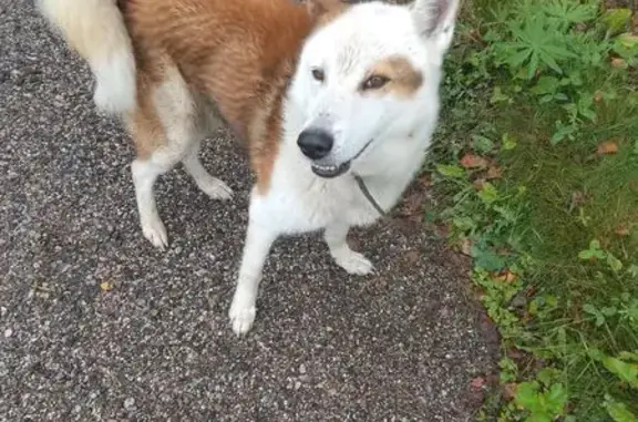 Найдена лайка: Пятницкое шоссе, МО