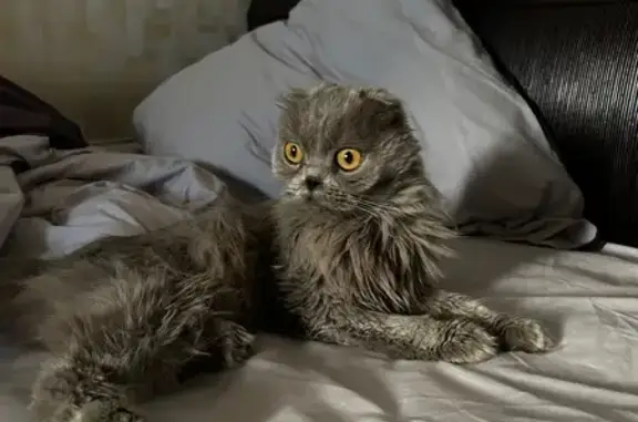 Найдена кошка, Балашиха, фото: Кошка найдена: 4-й Поперечный пер., 8, Балашиха