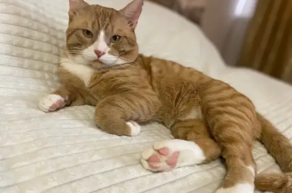 Кошки потеряшки, Астраханская область, фото: Потеряшка кошка, Астрахань, Астраханская обл.