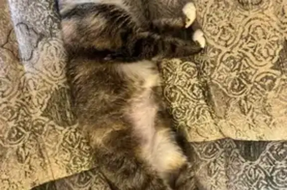 Потерянные животные Пермь, фото: Пропала кошка, Майкопская 46, Пермь