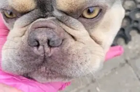 Собака найдена у магазина, 1 Мая, 2