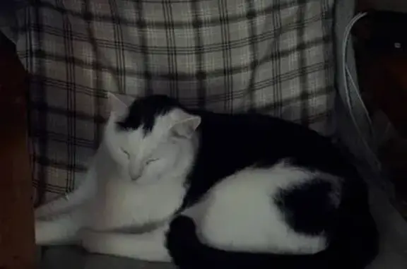 Найдена кошка, Екатеринбург, фото: Кошка найдена: Индустрии, 52А, Екатеринбург