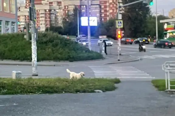 Найдена собака, Екатеринбург, фото: Собака найдена на ул. Готвальда, Екатеринбург