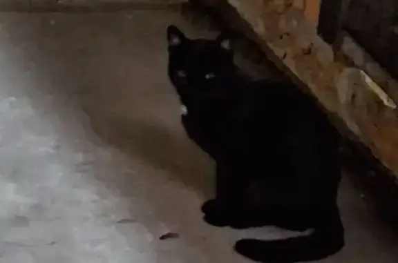 Найдена кошка, ул. Некрасова, 8, Абакан