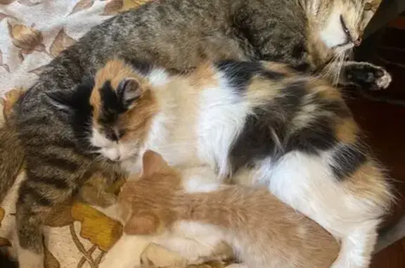 Кошки потеряшки, , фото: Потеряшка кошка, Клязьминская ул., 9, Пирогово