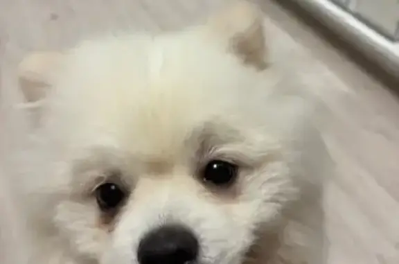 Пропала собака, Виноградная ул. 348, Гурьевск