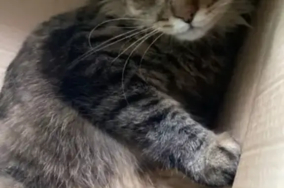 Найдена кошка, Нижний Новгород, фото: Кошка найдена у Областной стоматологии, Ломоносова 13