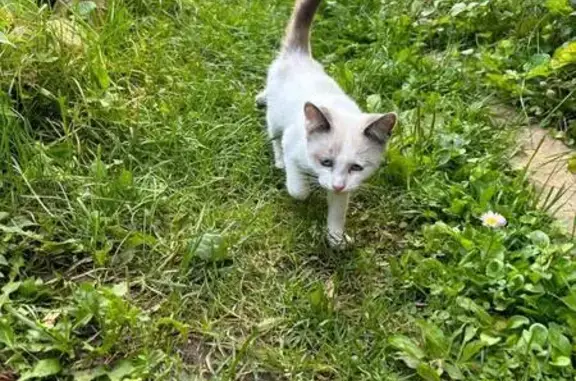 Кошка найдена: Казань, ул. 365