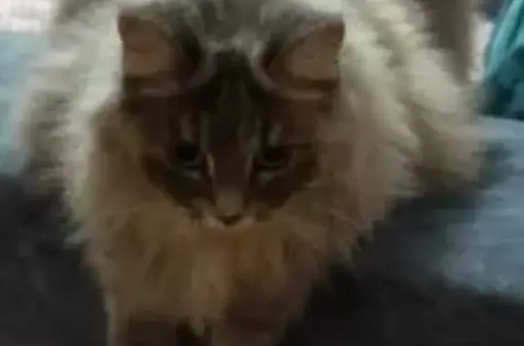 Кошки потеряшки, Надым, фото: Потеряшка кошка, ул. Строителей, 3А