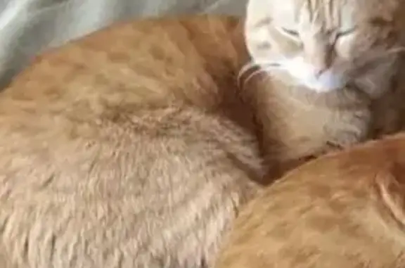 Потерянные животные Оренбург, фото: Пропал рыжий кот, ул. Юных Ленинцев, 11