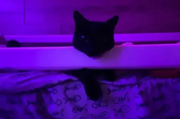 Пропала кошка, ул. Землянухина, 10А