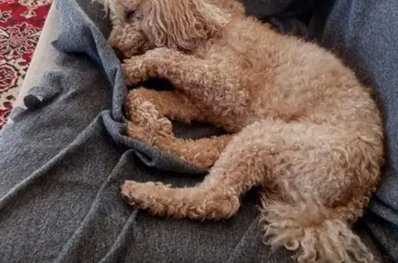 Найдена собака, Новосибирск, фото: Собака найдена на ул. Богдана Хмельницкого, 29