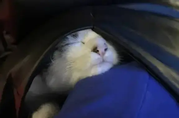 Найдена кошка, Навля, фото: Кошка найдена, Партизанский пер., Навля