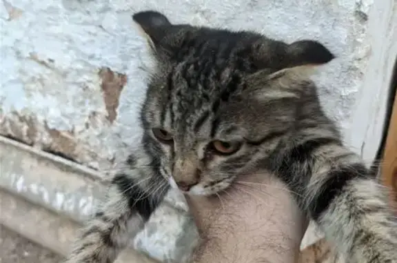 Объявления о пропавших и найденных животных, Камызяк, фото: Найдена породистая кошка, Новая ул. 9