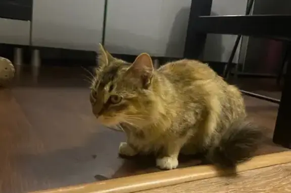 Кошка найдена, ул. Туманова 12, Ярославль