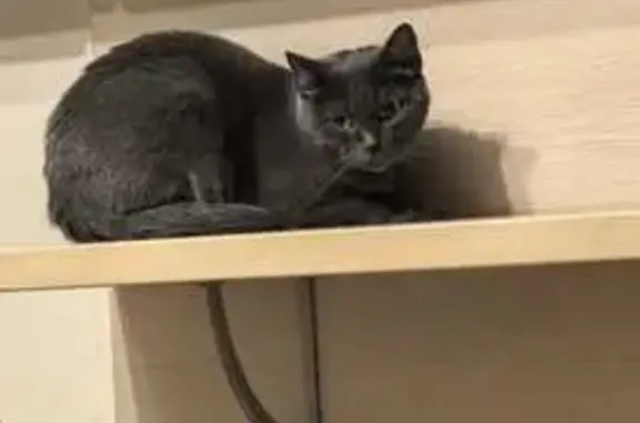 Кошки потеряшки, Липецкая область, фото: Потеряшка кошка, КП Берендей, ул. Строителей