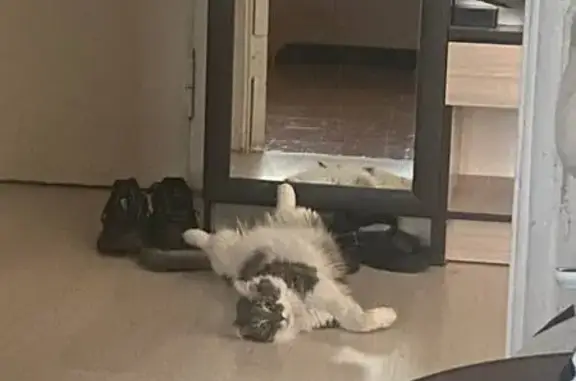 Кошки потеряшки, Челябинск, фото: Потеряшка кот Барс на Комсомольском, 109