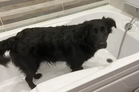 Собаки потеряшки, Тульская область, фото: Потеряшка собака в Варфоломеево, Тула