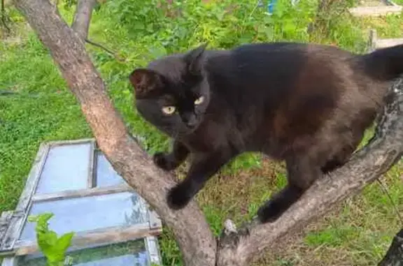 Кошки потеряшки, Лобаново, фото: Потеряшка кошка, Лобаново, Центр. ул. 28