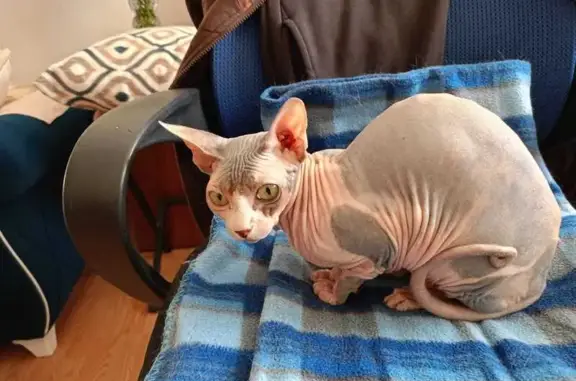 Кошка найдена: б-р Зелёные аллеи, 2, Видное