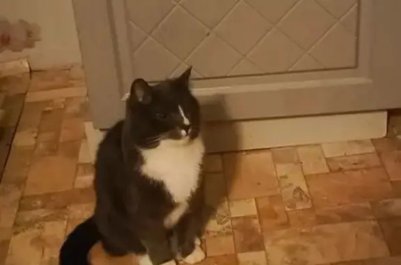 Пропала кошка, ул. Александра Невского, 107