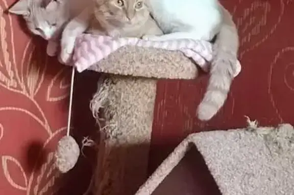 Пропала белая кошка, ул. Победы 19, Бор