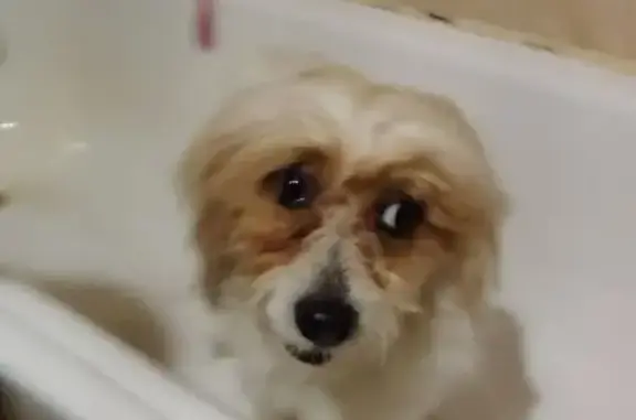 Найдена собака, ул. Толбухина 6, Пермь