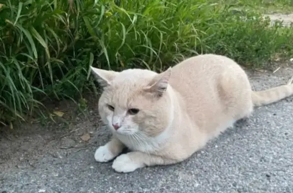 Кошки потеряшки, Виллозское городское поселение, фото: Потеряшка кот в Пикколово, Виллозское поселение
