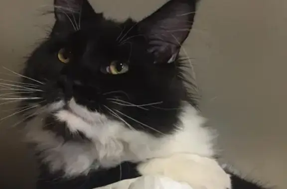 Пропала кошка, Чернопенье, Костромская обл.