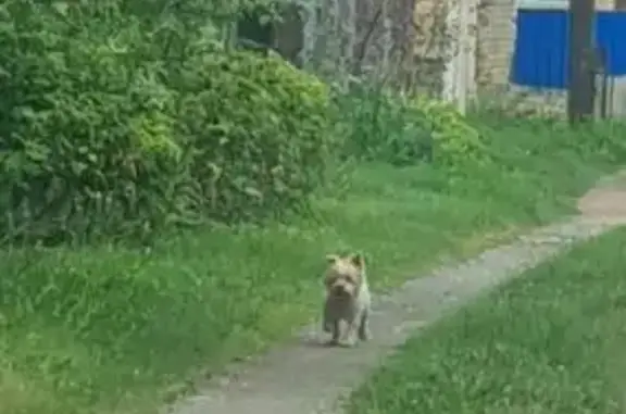 Пропала собака в СНТ Металлург-3