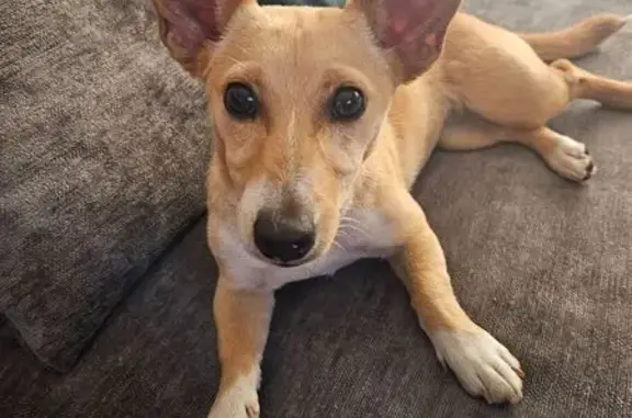 Найдена собака, Курск, фото: Собака найдена: ул. Энергетиков, 1/41, Курск