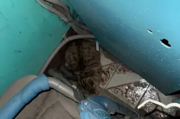 Найдена кошка, Люберцы, фото: Серая кошка найдена, Попова 11, Люберцы