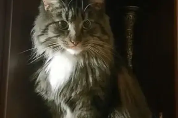 Кошки потеряшки, Московская область, фото: Потеряшка кошка Тиша, МО, с 15 августа