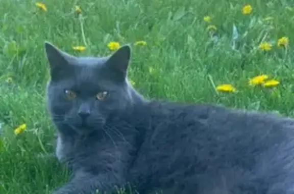 Кошки потеряшки, Тюменская область, фото: Потеряшка серая кошка, Московское с/п, Тюмень