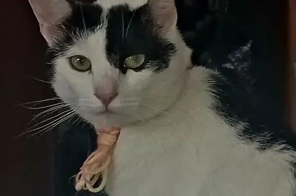 Кошки потеряшки, Московская область, фото: Потеряшка кошка на Центральной улице, МО