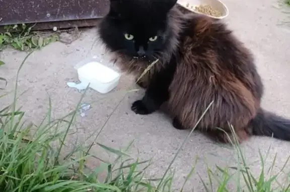 Найденные животные Нижнекамск, фото: Кошка найдена: ул. Сююмбике, 12, Нижнекамск