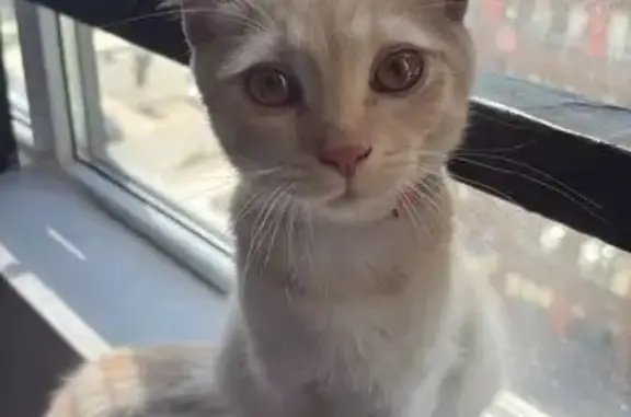 Найдена кошка, Знаменский, фото: Кошка найдена: Природная ул, 10Б к8