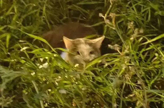 Найдена кошка, Москва, фото: Кошка найдена: 1-й Капотнинский пр., Москва