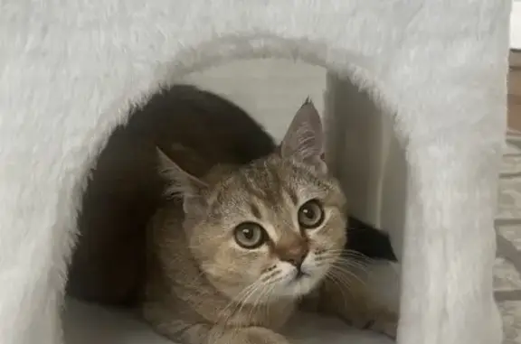 Пропала кошка, ул. Шуваева, 133, Белинский