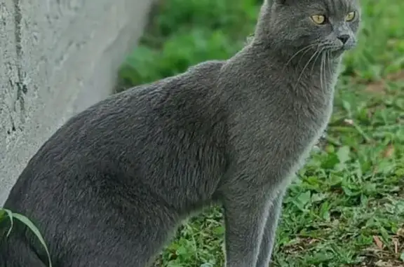 Пропала кошка Тима, ул. Ленина, Адзитарово