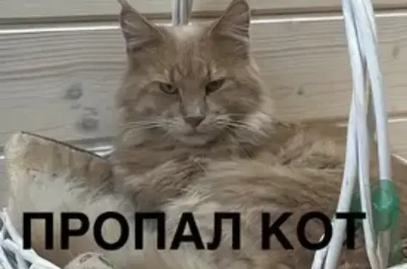 Пропала кошка, ул. Пушкина, Дорохово