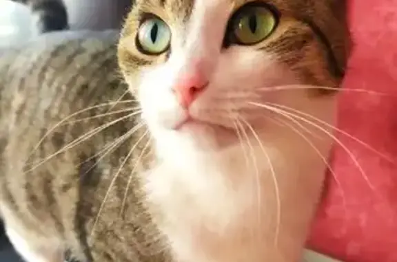 Пропала кошка Мотя, ул. Спорта, 33